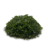 Parsley - Continental Sliced 05mm